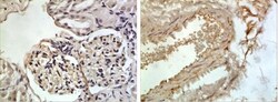 CXCL13/BLC/BCA-1 Antibody (RM0205-19N1) - Azide and BSA Free, Novus Biologicals